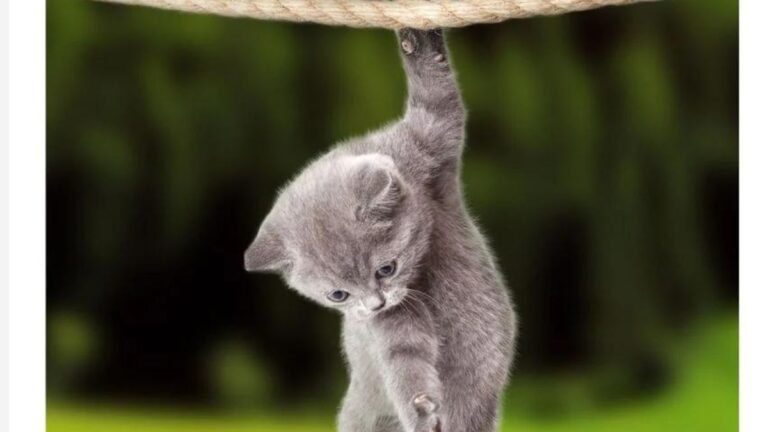 Hang In There